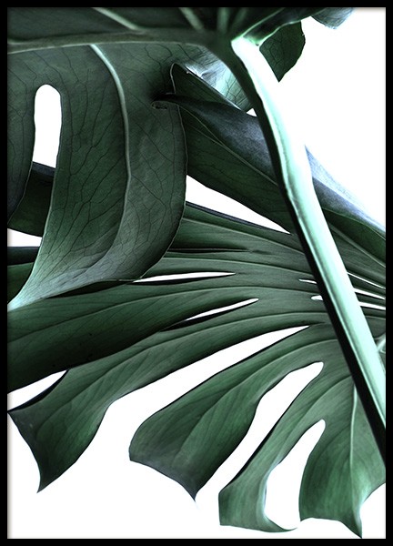 Big Monstera No.2 Poster in the group Prints / Photographs at Desenio AB (10737)