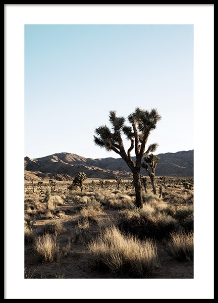 Joshua Tree National Park Poster in the group Prints / Nature / Deserts at Desenio AB (10798)