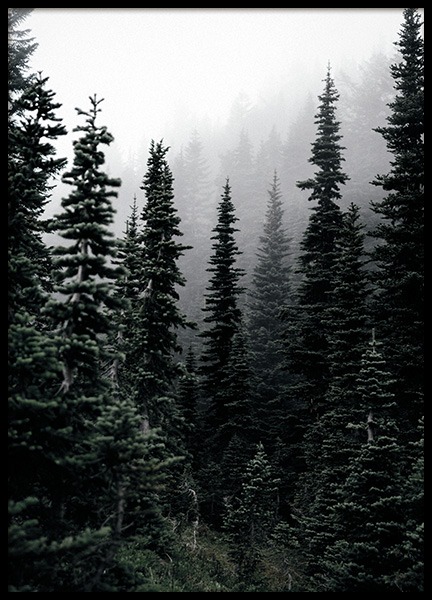 Foggy Woods Poster in the group Prints / Nature at Desenio AB (11254)