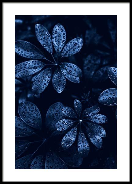 Raindrops on Leaves Poster in the group Prints / Photographs at Desenio AB (11664)