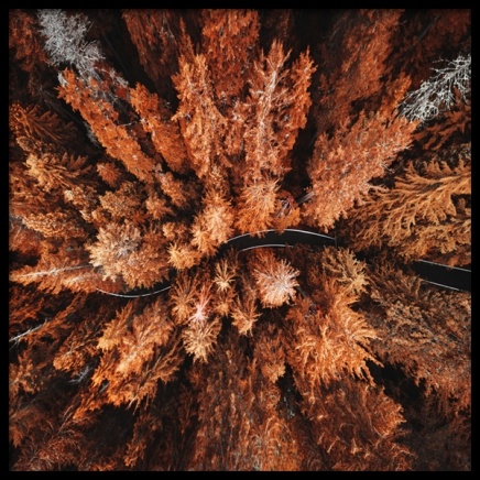 Autumn Colors Poster in the group Prints / Nature at Desenio AB (11875)