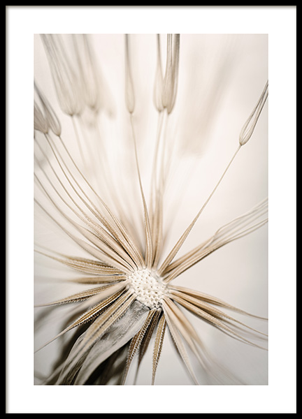Beige Dandelion Poster in the group Prints / Photographs at Desenio AB (14905)