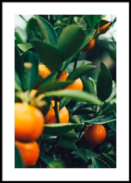 Orange Tree One Poster in the group Prints / Photographs at Desenio AB (2469)