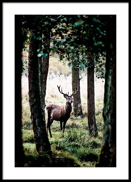 Stag In Forest Poster in the group Prints / Nature at Desenio AB (2743)