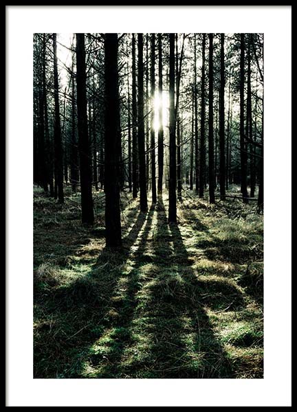 Sunlight In Forest Poster in the group Prints / Nature at Desenio AB (2744)