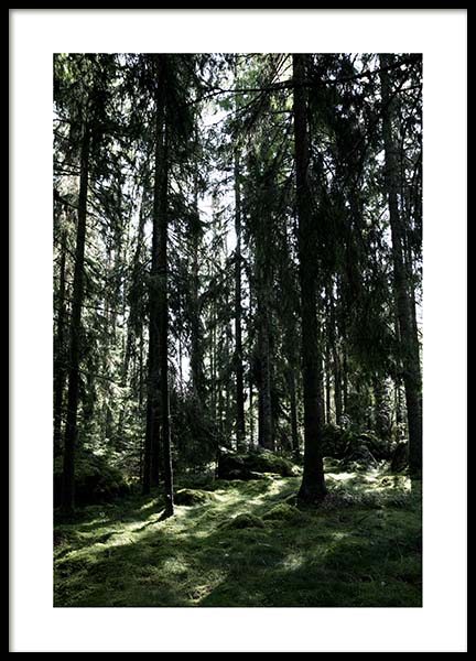 Forest Trees Poster in the group Prints / Nature at Desenio AB (2745)