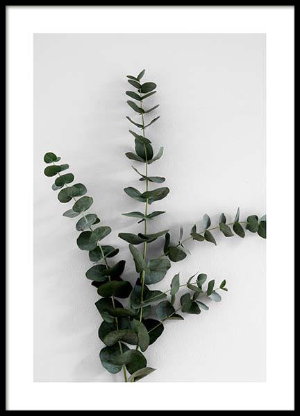 Eucalyptus Branch Three Poster in the group Prints / Photographs at Desenio AB (3394)