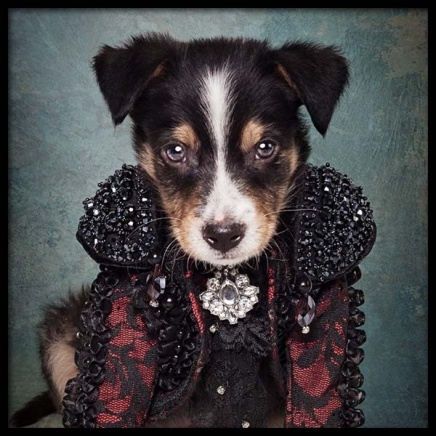 Puppy Portrait 2 Poster in the group Prints / Kids posters at Desenio AB (3726)