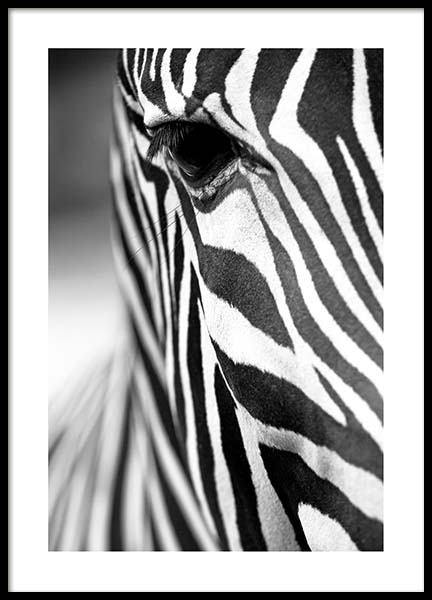 Zebra Close Up Poster in the group Prints / Black & white at Desenio AB (3855)