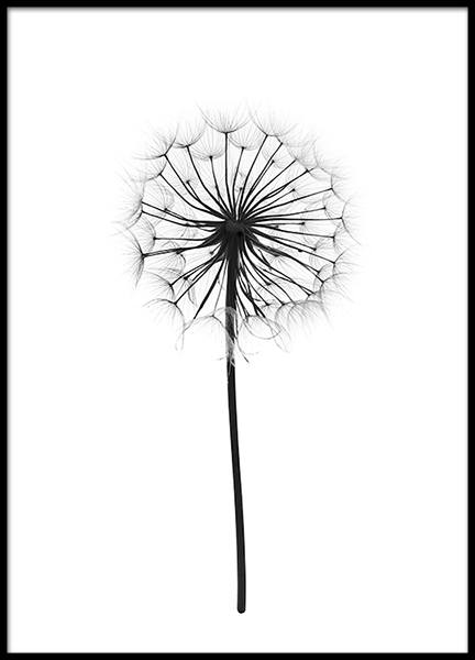 Plant posters and prints in black and white with photography.