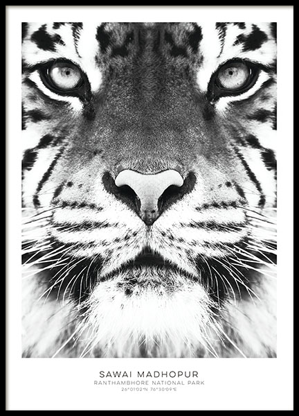 Black and white prints with photo art and tiger. Stylish prints online