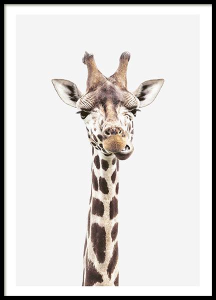 Baby Giraffe, Poster in the group Prints / Animals / Wild animals / Giraffes at Desenio AB (8358)