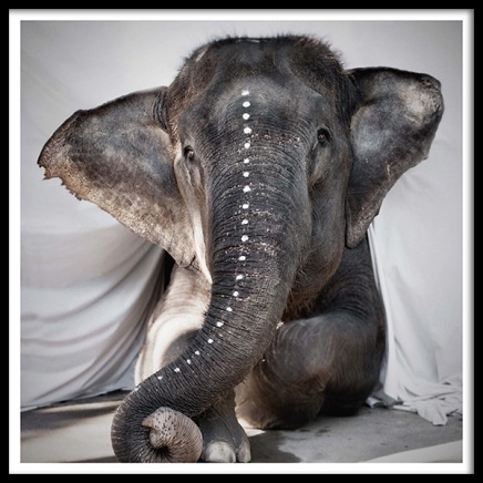 Love Warriors Adele Poster in the group Prints / Photographs at Desenio AB (Pre5631)