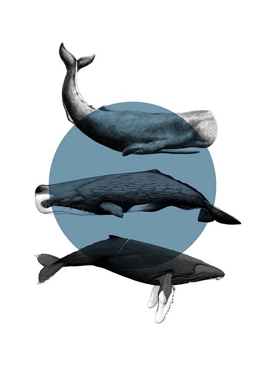 Whales Graphic Poster