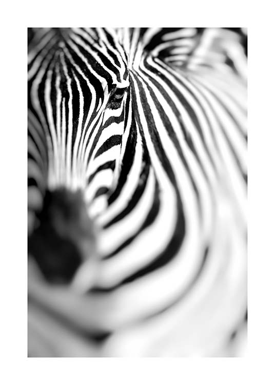 Zebra Portrait Poster