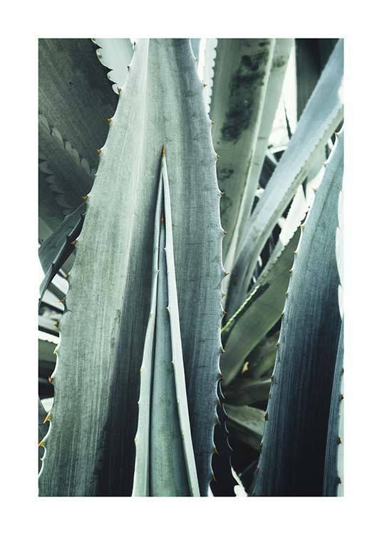 Agave Close Up Poster