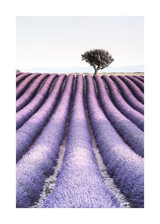 Provence Poster