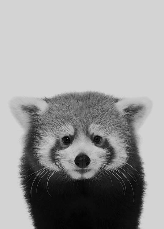 Red Panda Poster