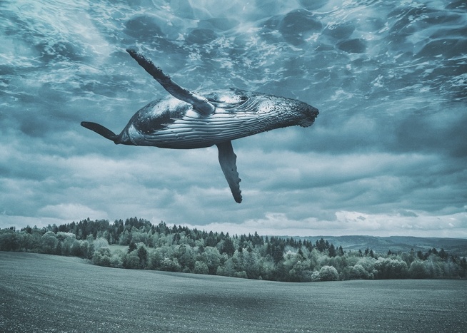 Flying Whale Poster