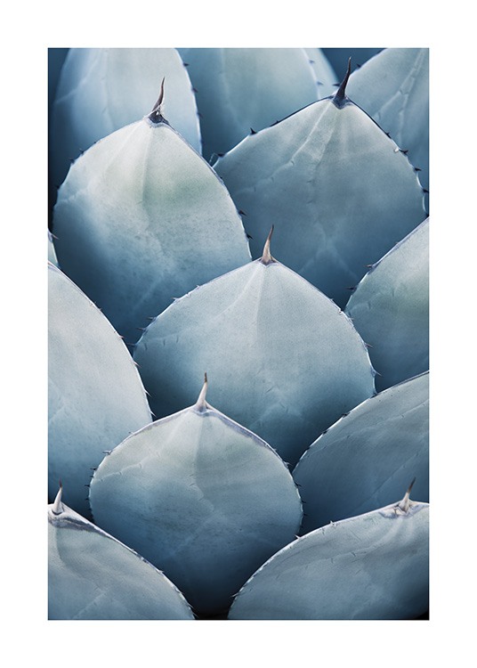 Blue Agave No3 Poster