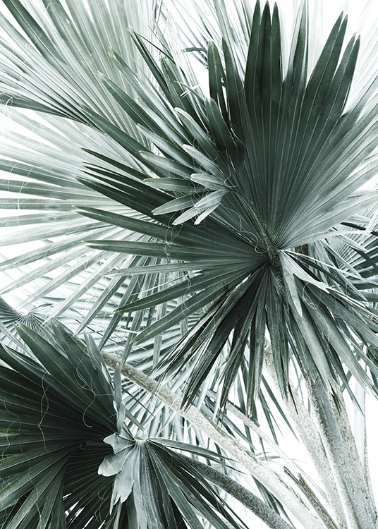 Tropical Palm Leaves No2 Poster