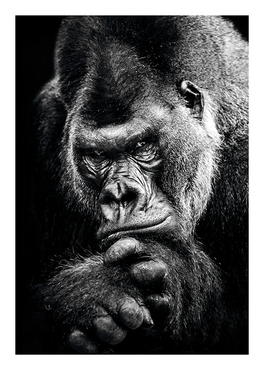 Gorilla Poster