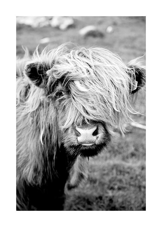 Portrait of Highland Cattle Poster