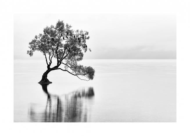 Lonely Wanaka Tree Poster