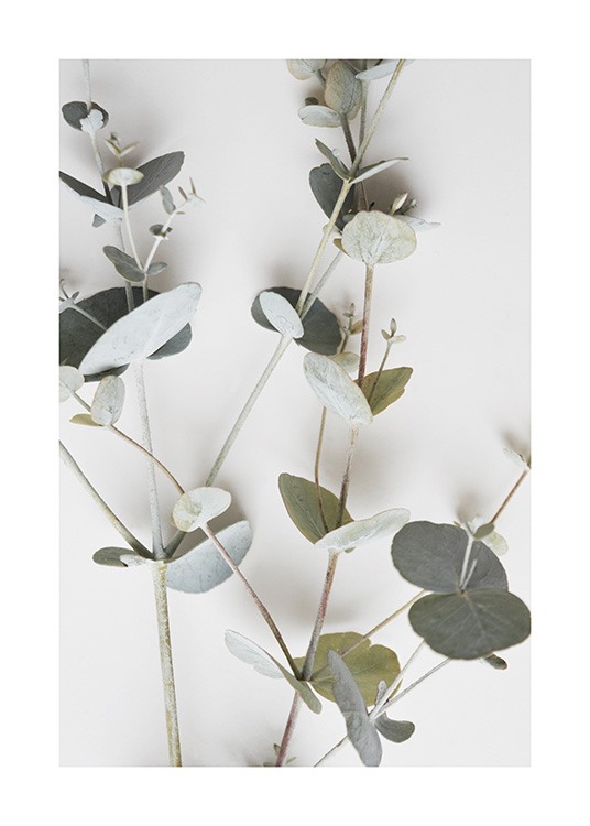 Eucalyptus Wall Poster