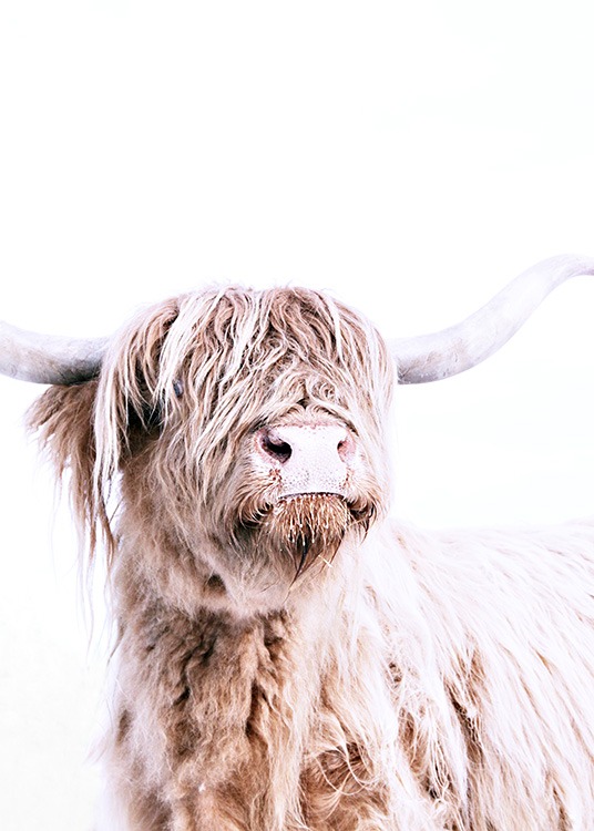 Highland Cattle Portrait Poster / Animals at Desenio AB (11550)