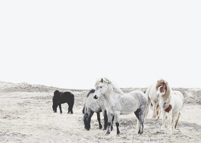 Wild and Free Horses Poster
