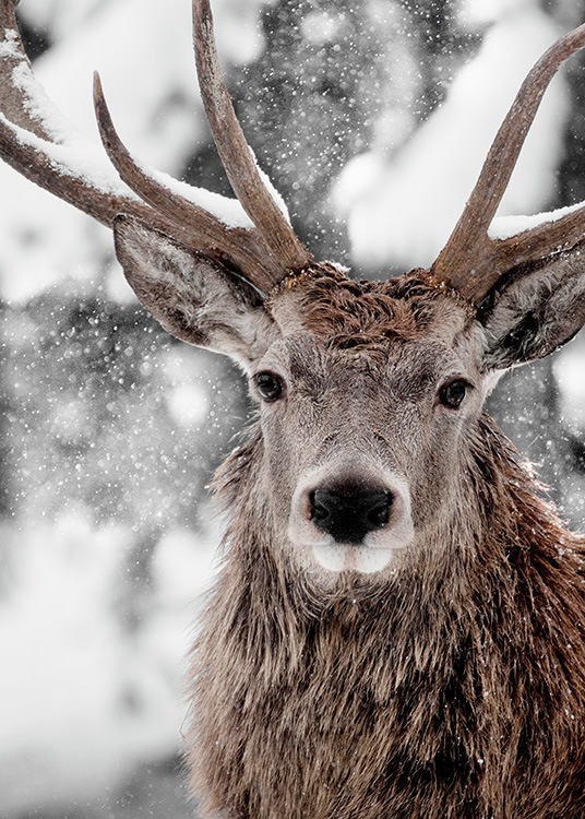 Winter Stag Poster
