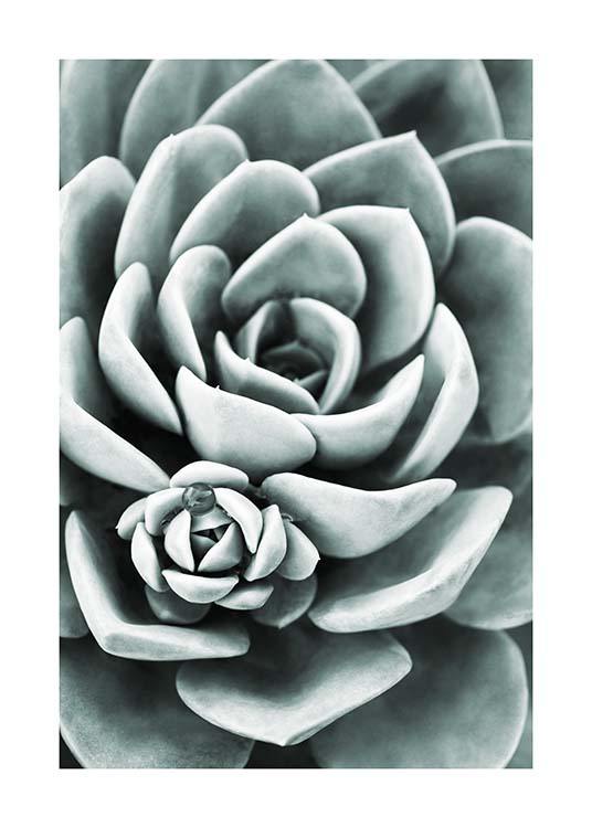 Mint Green Succulent Poster