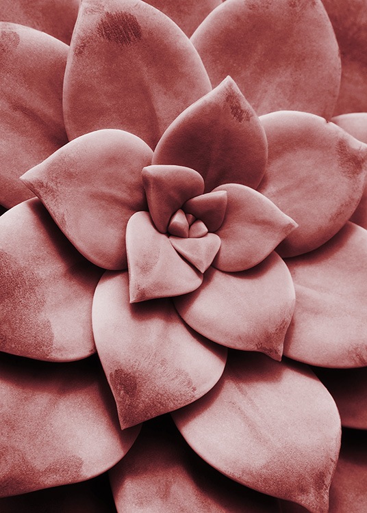 Red Succulent No1 Poster / Photographs at Desenio AB (11788)