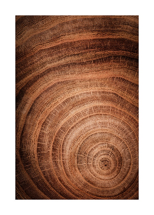 Growth Rings Poster