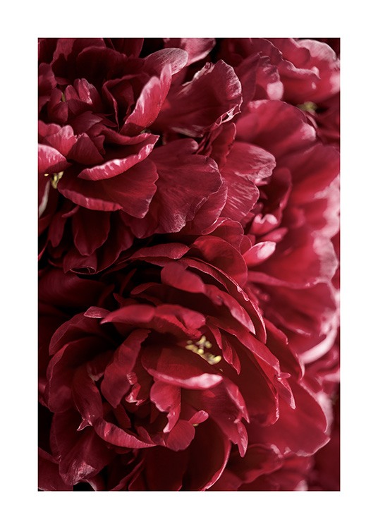 Burgundy Roses Poster