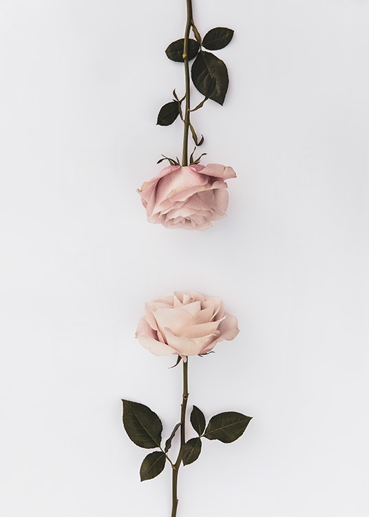 Two Roses Poster