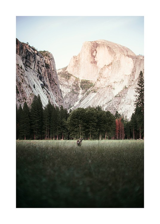 Deer in Yosemite National Park Poster