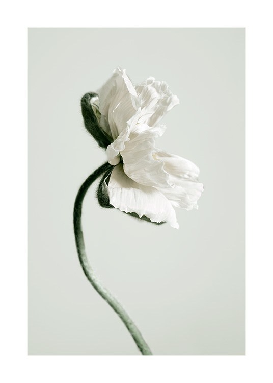 White Poppy Flower Poster / Photographs at Desenio AB (12318)
