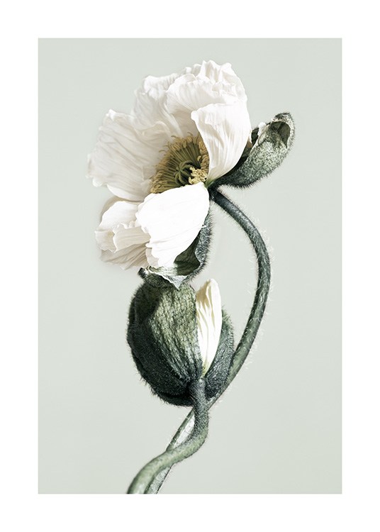 Blooming White Poppies Poster