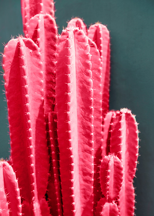 Hot Pink Cactus Poster / Photographs at Desenio AB (12418)