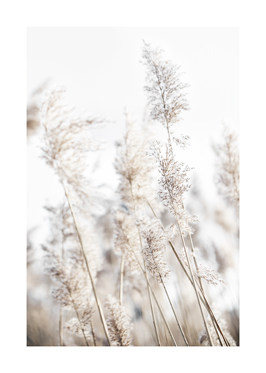  – Photograph of beige reeds flowing in the wind in front of a light blue sky