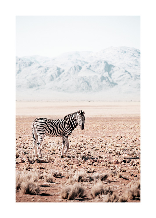 Zebra in the Wild Poster
