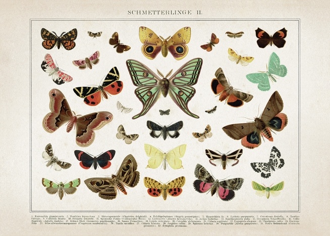 Vintage Butterflies No2 Poster