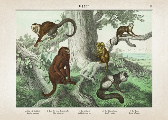 Vintage Monkeys No1 Poster