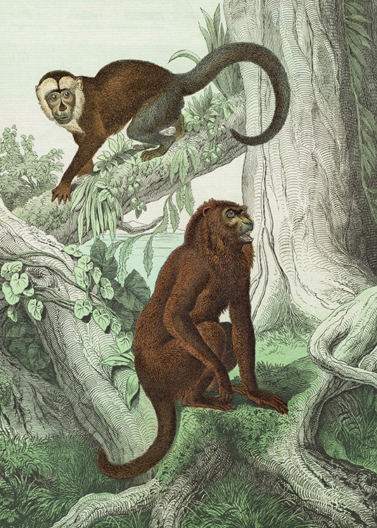 Vintage Monkeys No2 Poster