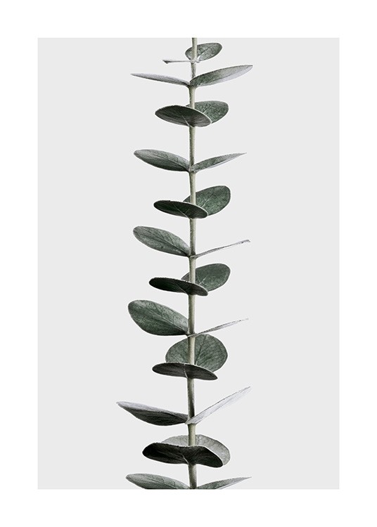 Eucalyptus Stem Poster