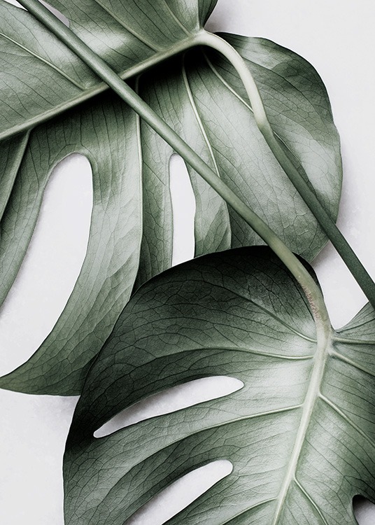 Monstera Pair Poster