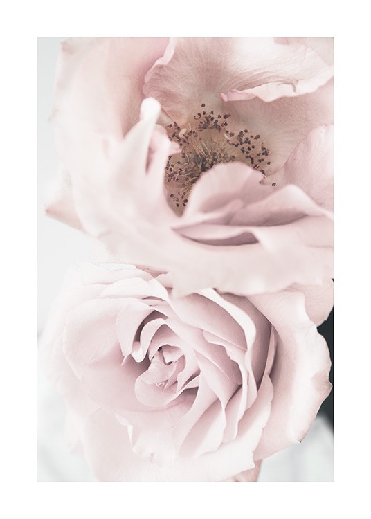 Elegant Roses Poster / Photographs at Desenio AB (12660)
