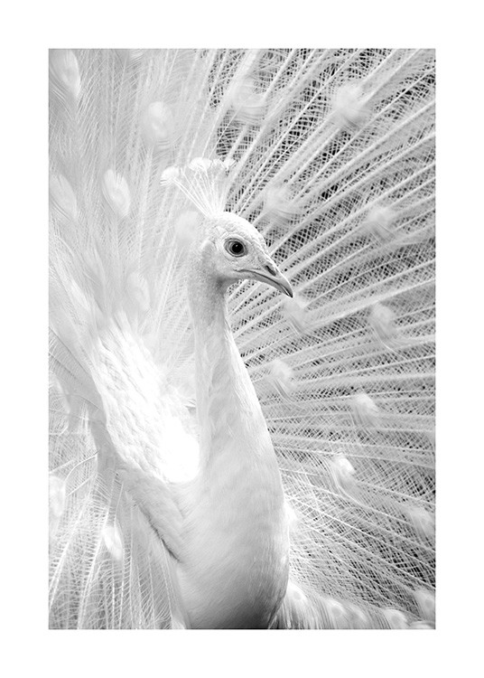 B&W Peacock Poster